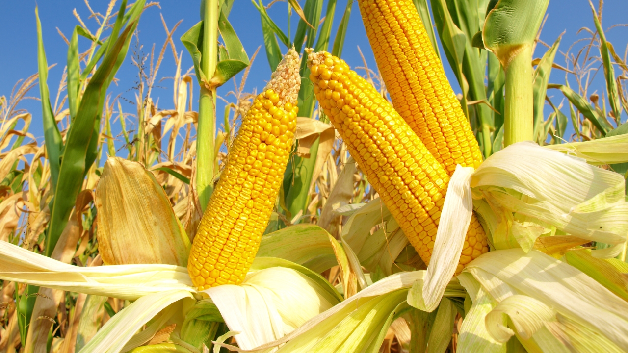 Corn Varieties Blog