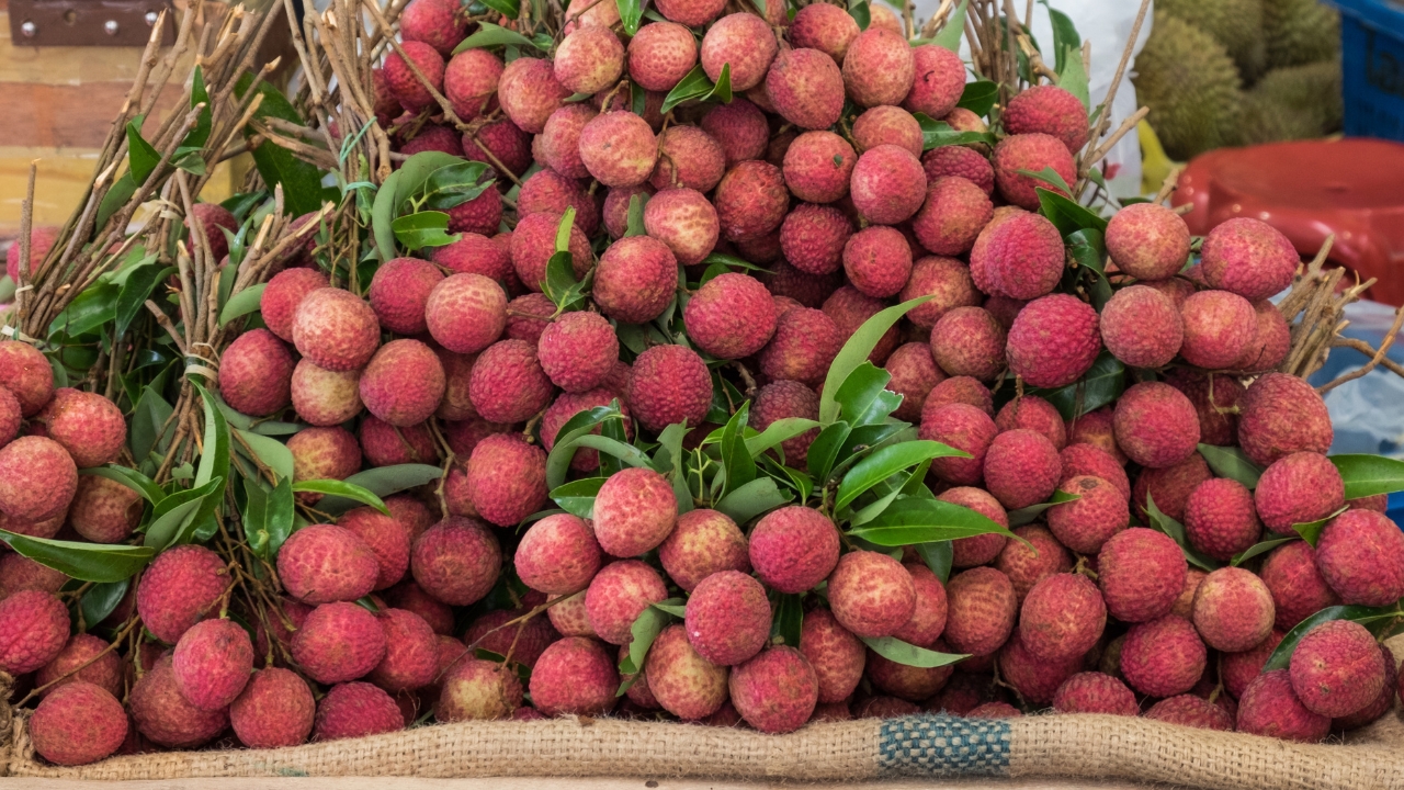 Litchi Processing by Harvest Food Exim