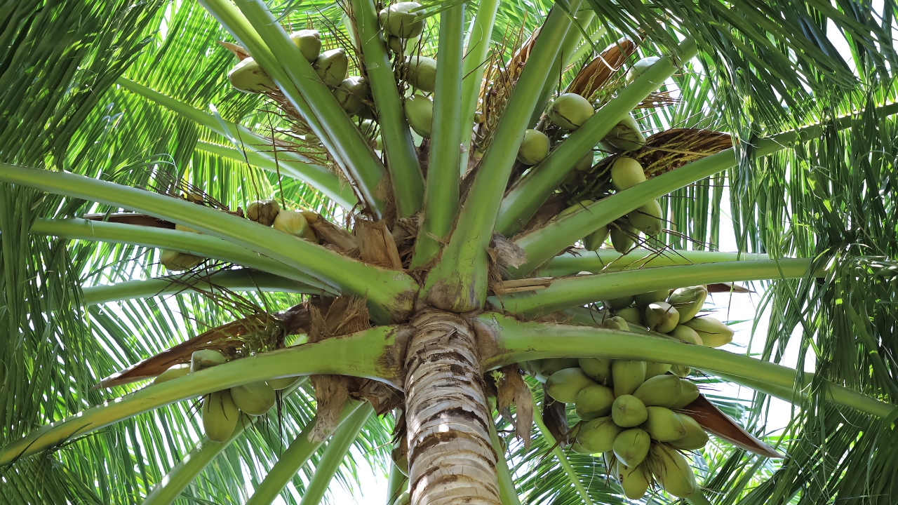Indian Coconut Farm