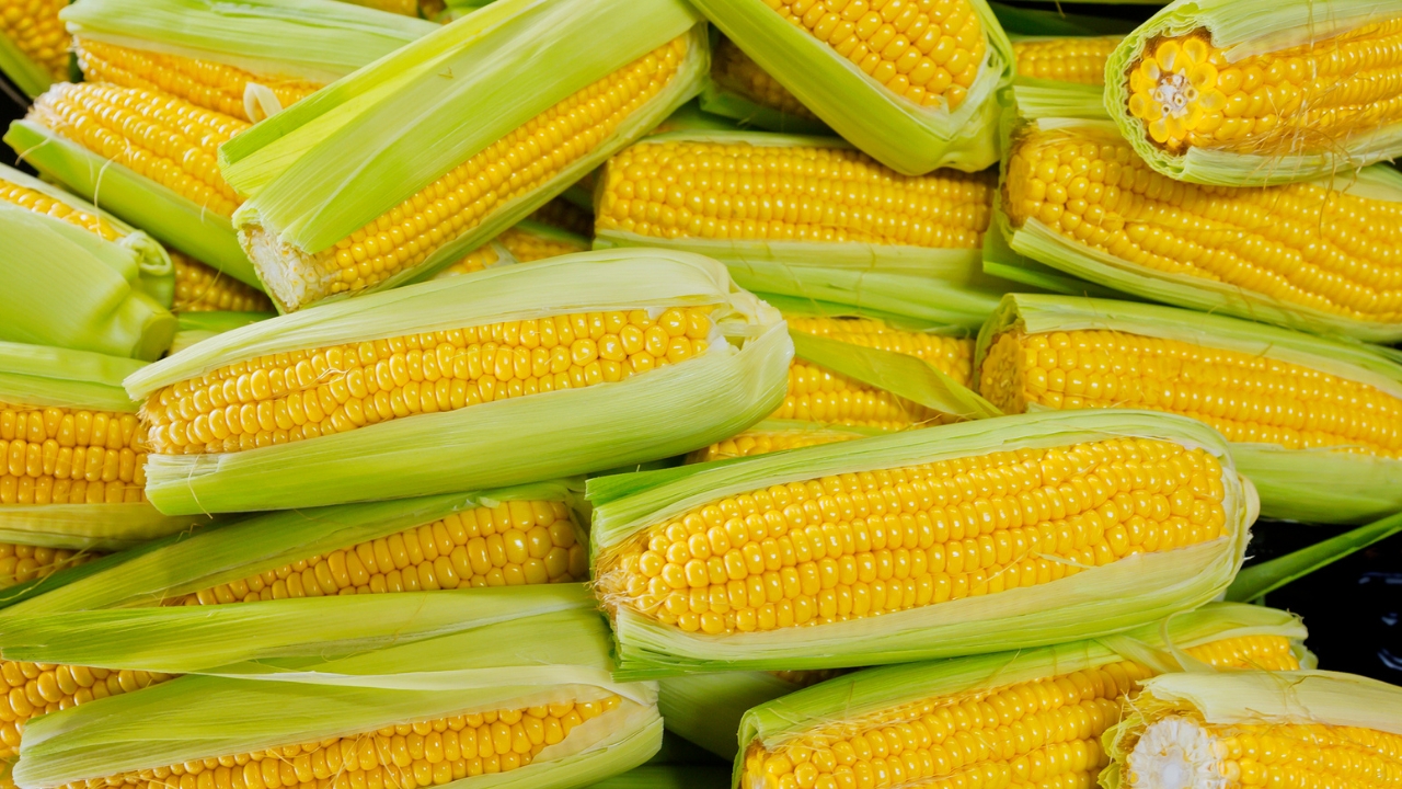 Indian corn export markets