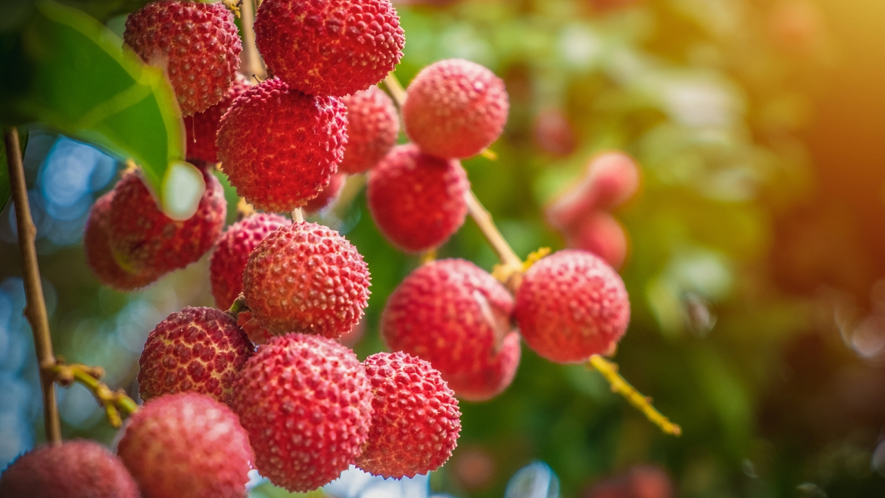 Juicy Red Litchis