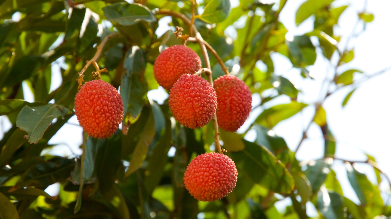 Litchi Orchards in Bihar