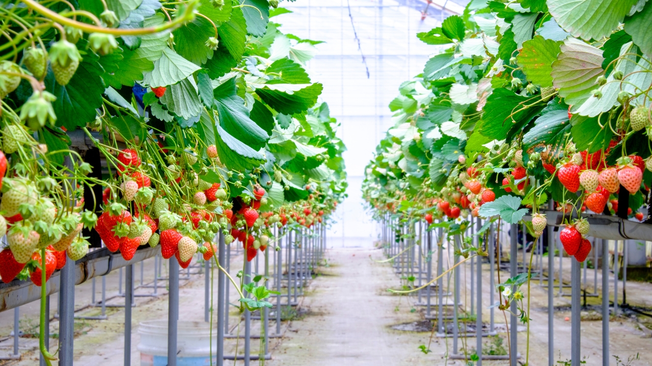 Strawberry farming India